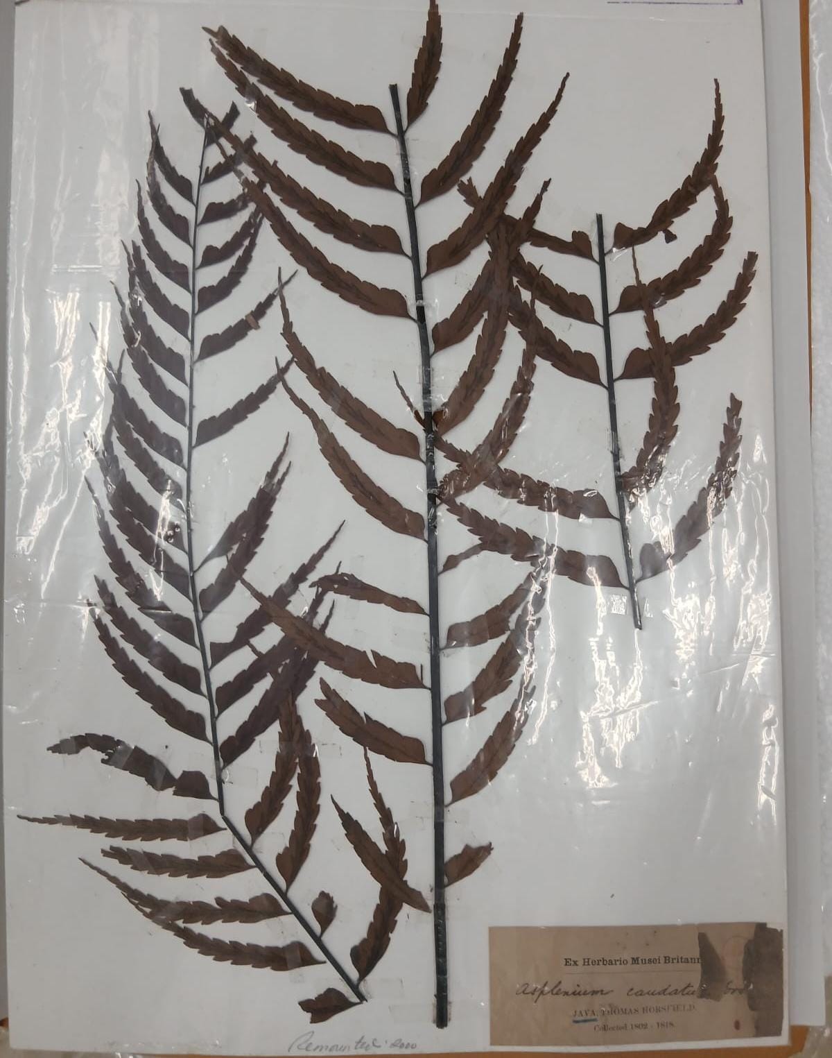 Jasa Identifikasi-Spesimen Tumbuhan Rendah Lainnya (jenis paku-pakuan - Pteridophyta)