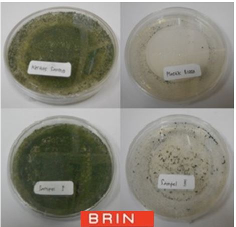 Plastic biodegradation testing services based on mold resistance