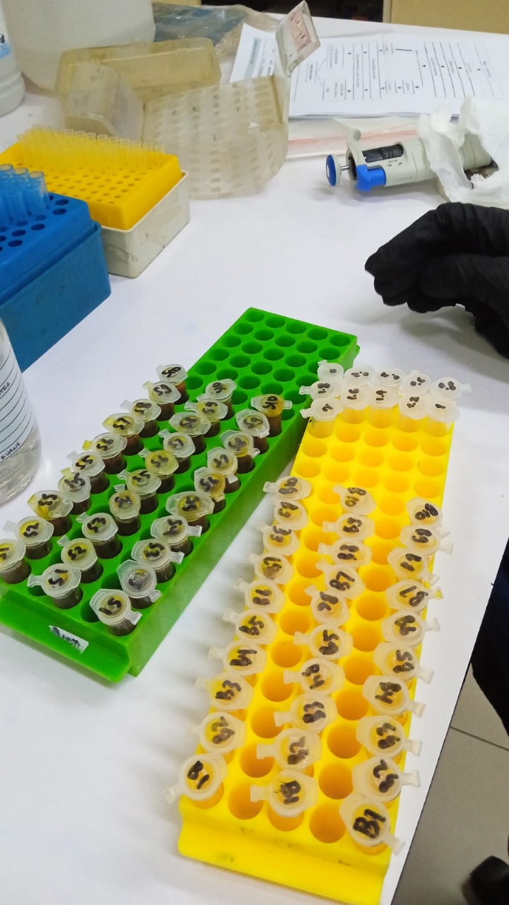 Pengukuran Berat Molekul protein xilanase, Protease dan Amilase (1 gel 2 sampel)