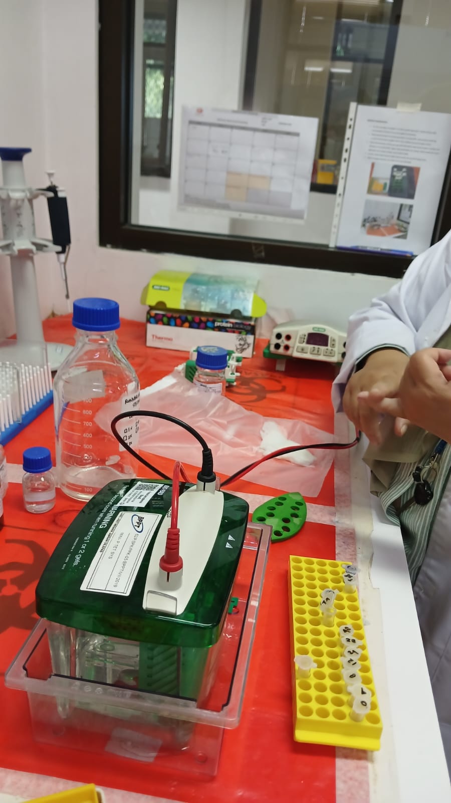 Measurement of Molecular Weight of Protein Xylanase, Protease and Amylase (1 gel 3 samples)