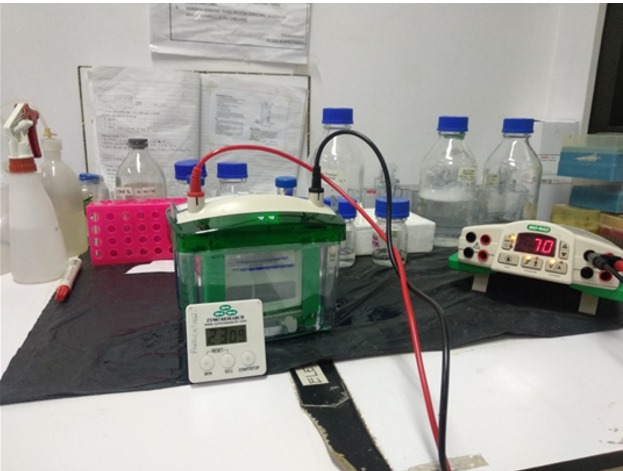 Pengukuran Berat Molekul protein xilanase, Protease dan Amilase (1 gel 4 sampel)