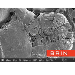 Cryo FE-SEM  (Aquilos 2)- Cryo EM Laboratory 