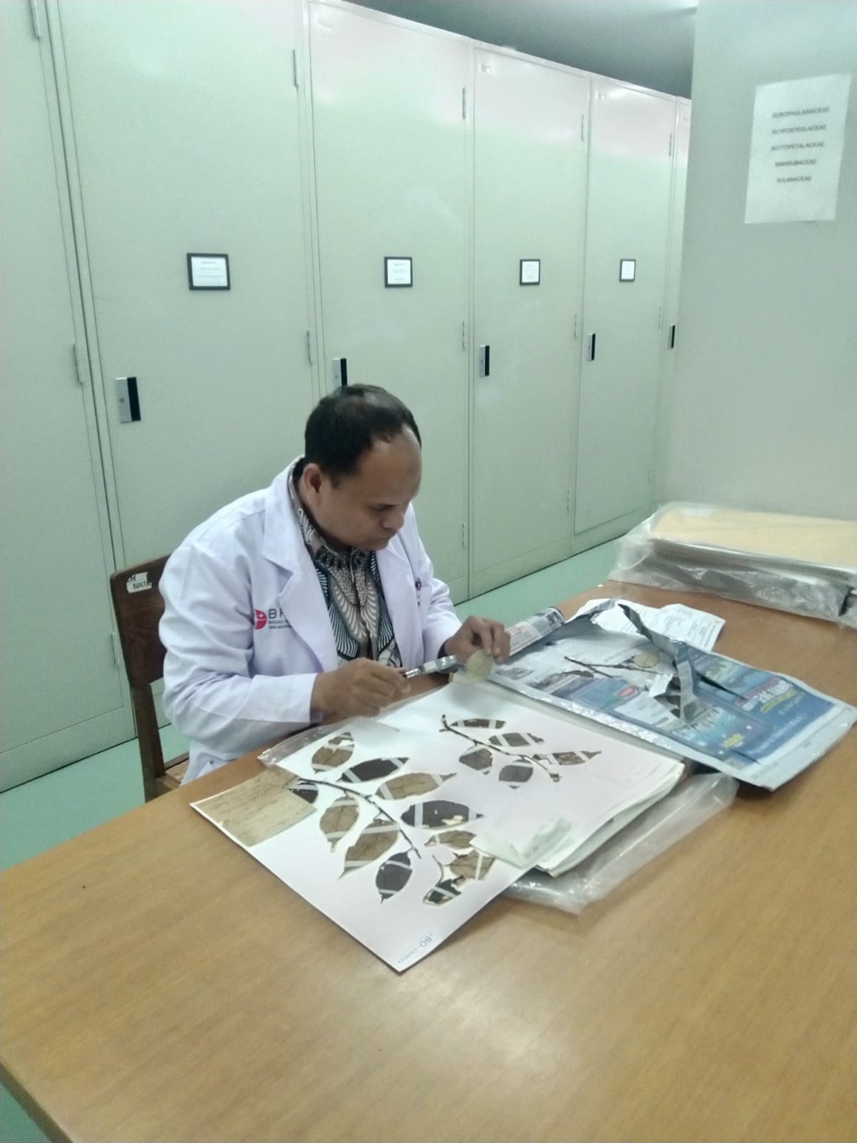 JASA IDENTIFIKASI -  spesimen tumbuhan tinggi sampai tingkat SUKU