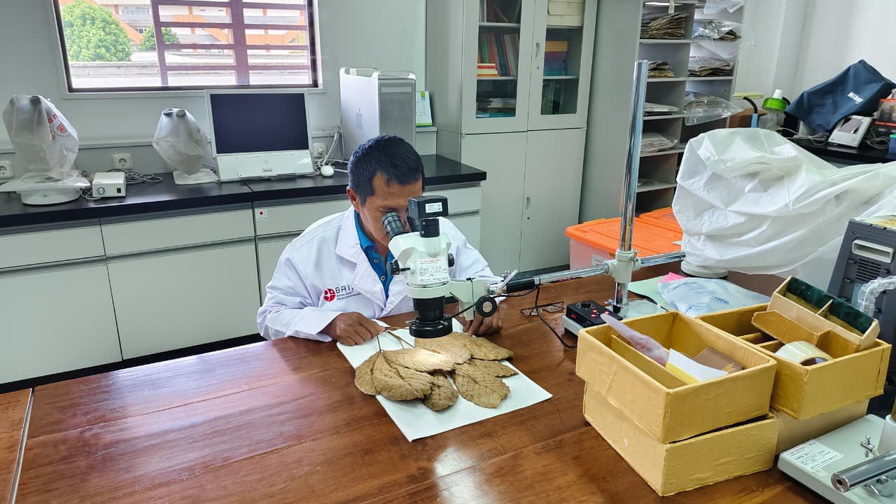 JASA IDENTIFIKASI -  spesimen tumbuhan tinggi sampai tingkat MARGA