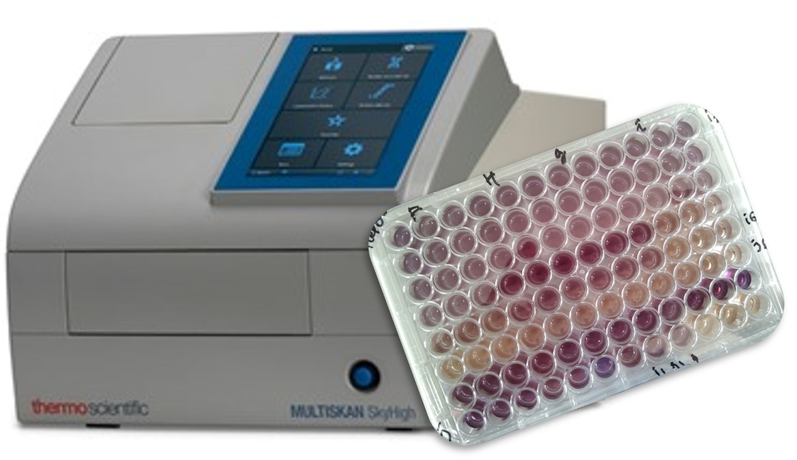 In vitro Efficacy Testing - MTT cytotoxic assay on cell lines (IC50)