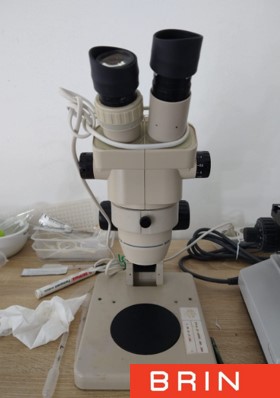 Mikroskop Biologi Stereo Olympus SZ-ST