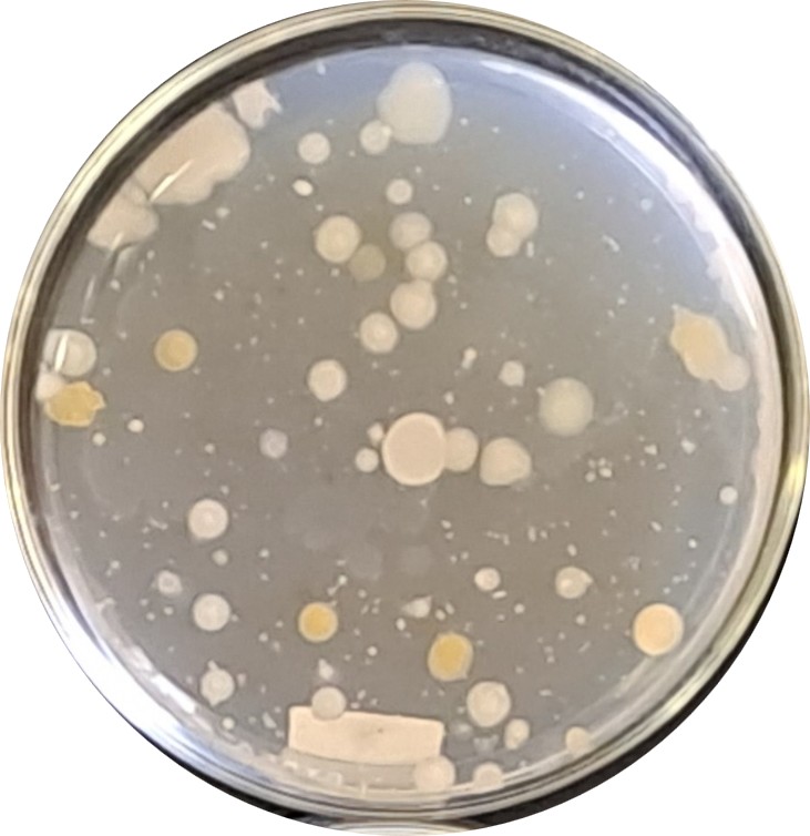 Diffusion method anti-bacterial microbiology testing services: Escherichia coli (-) and Staphylococcus aureus (+)