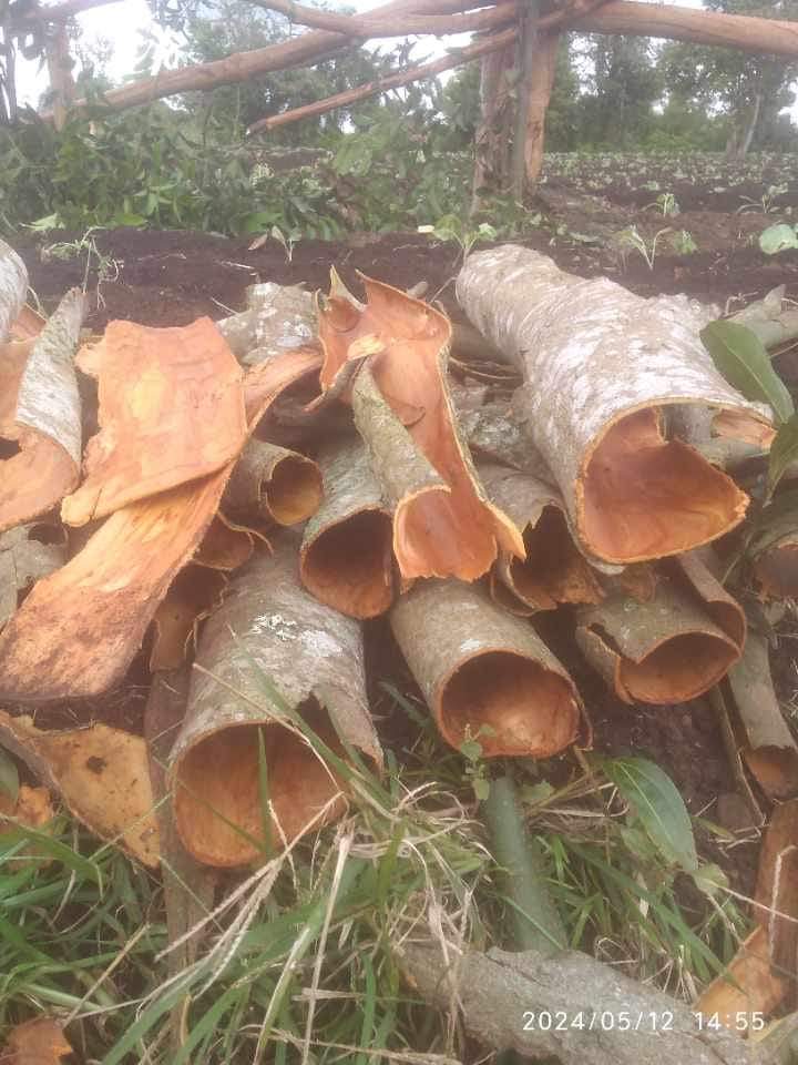 Riset - Penghitungan, identifikasi jenis tanaman, biomasa dan cadangan karbon pada agroforestri kayu manis - KST Soekarno Cibinong dan Prov Jambi