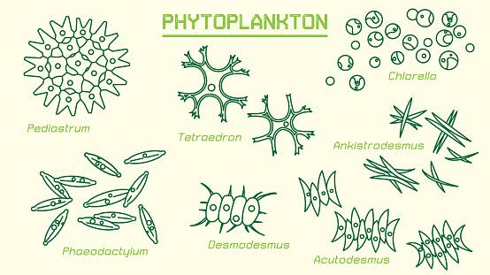 Riset - Computer Vision - Bandung (Identifikasi Plankton)