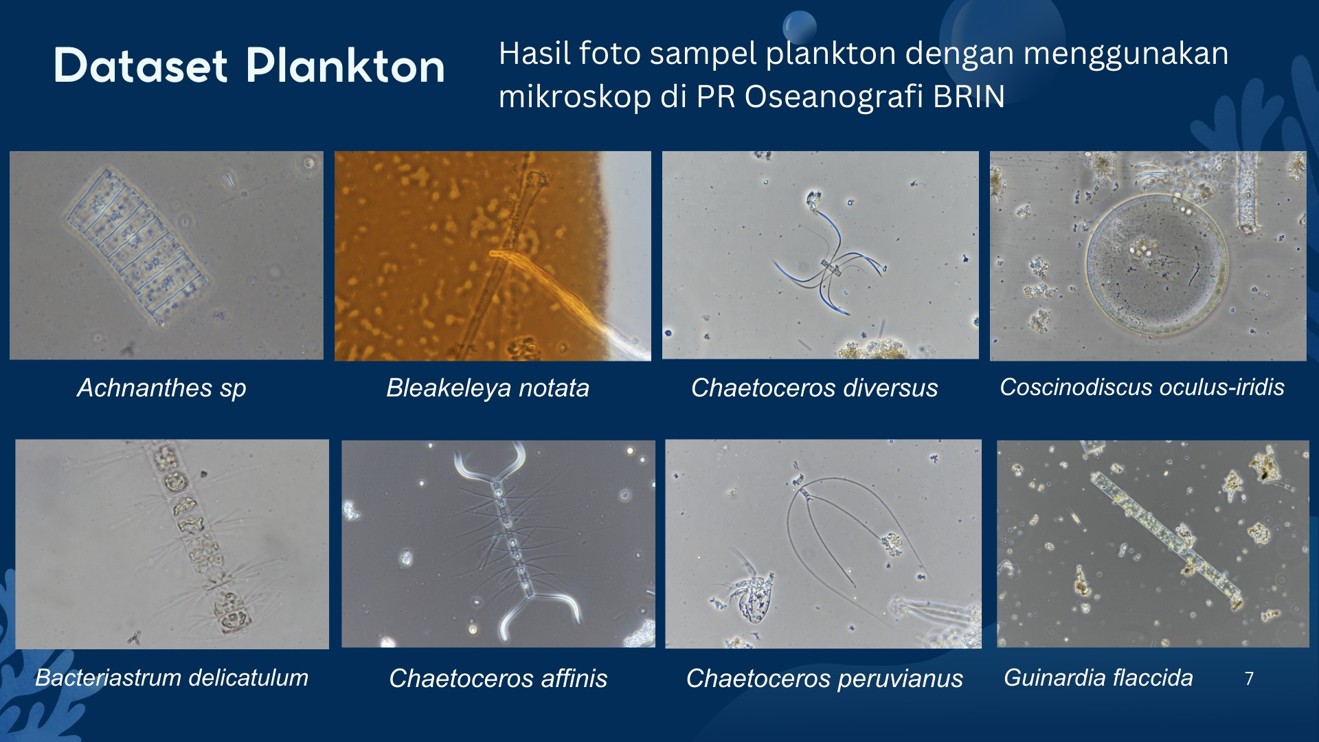 Pengembangan Sistem Identifikasi Plankton Berbasis Data Visual Mikroskopik