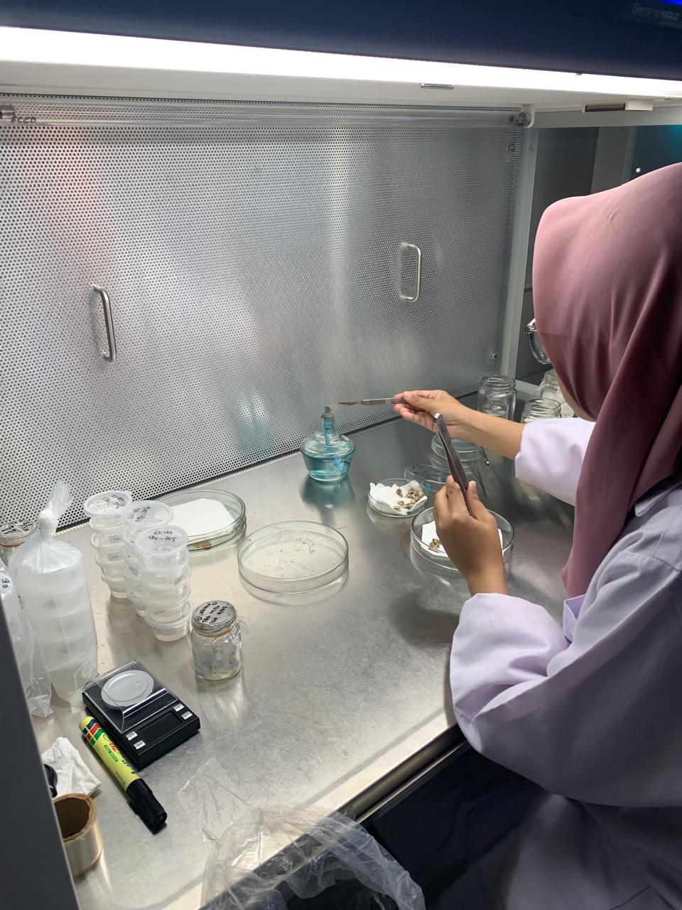 Riset-Karakterisasi dan Evaluasi SDG Hortikultura-KST Soekarno Cibinong