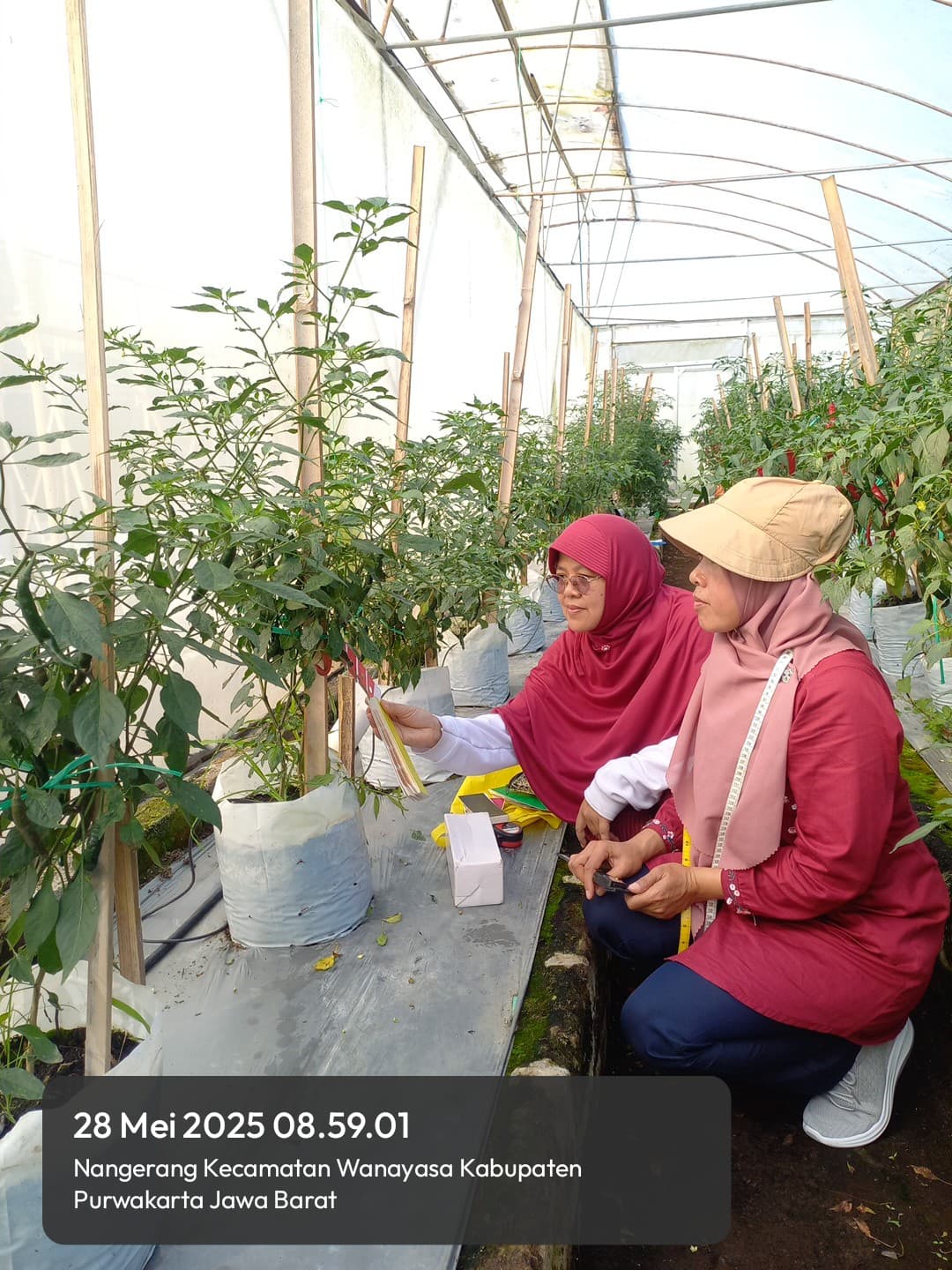 Riset-Perakitan Teknologi Bibit Unggul dan Budidaya Tanaman Sayuran Buah dan Daun-KST Soekarno Cibinong