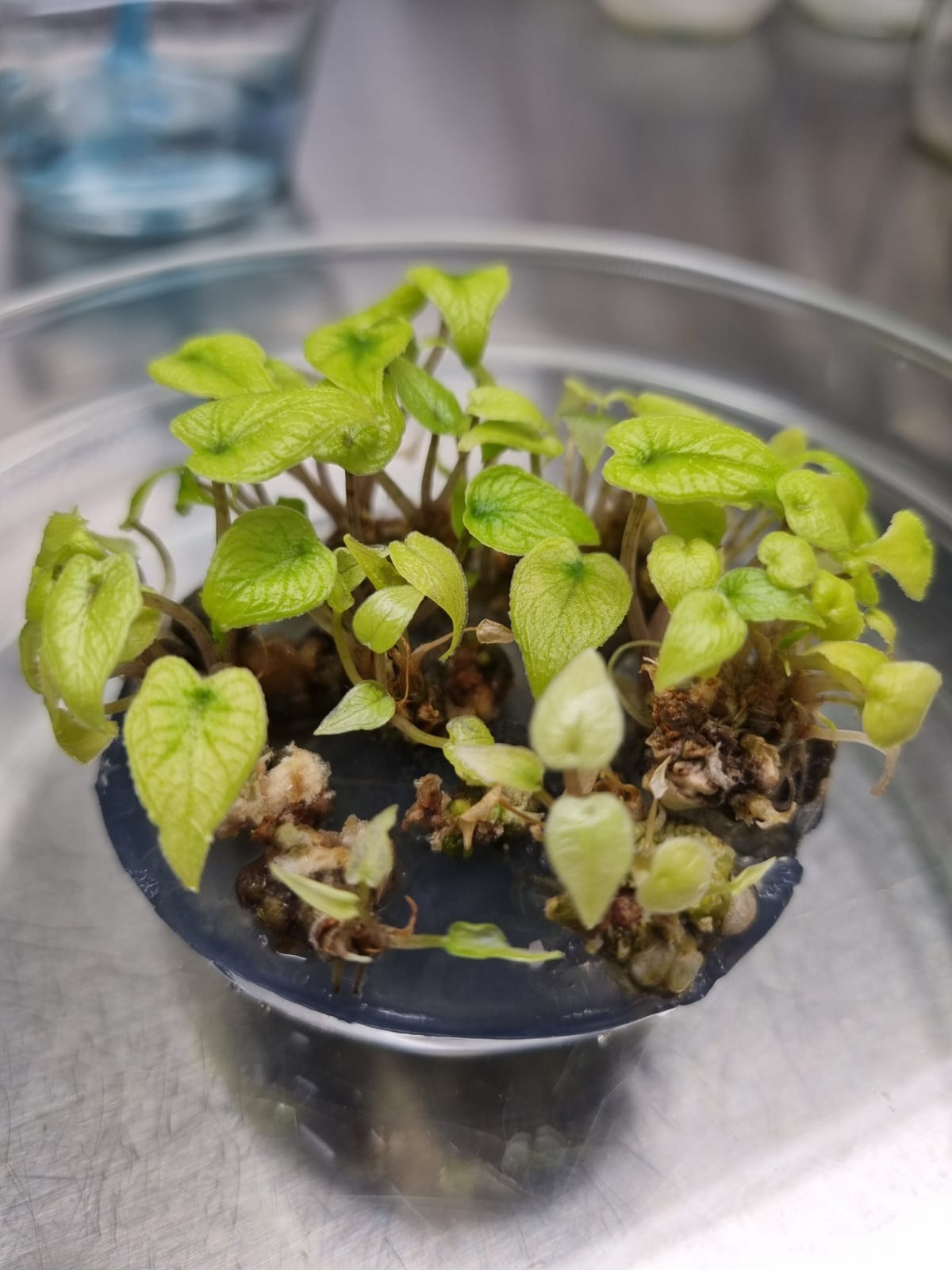 Riset-Teknologi Perbenihan Bermutu Hortikultura Secara In Vitro-KST Soekarno Cibinong