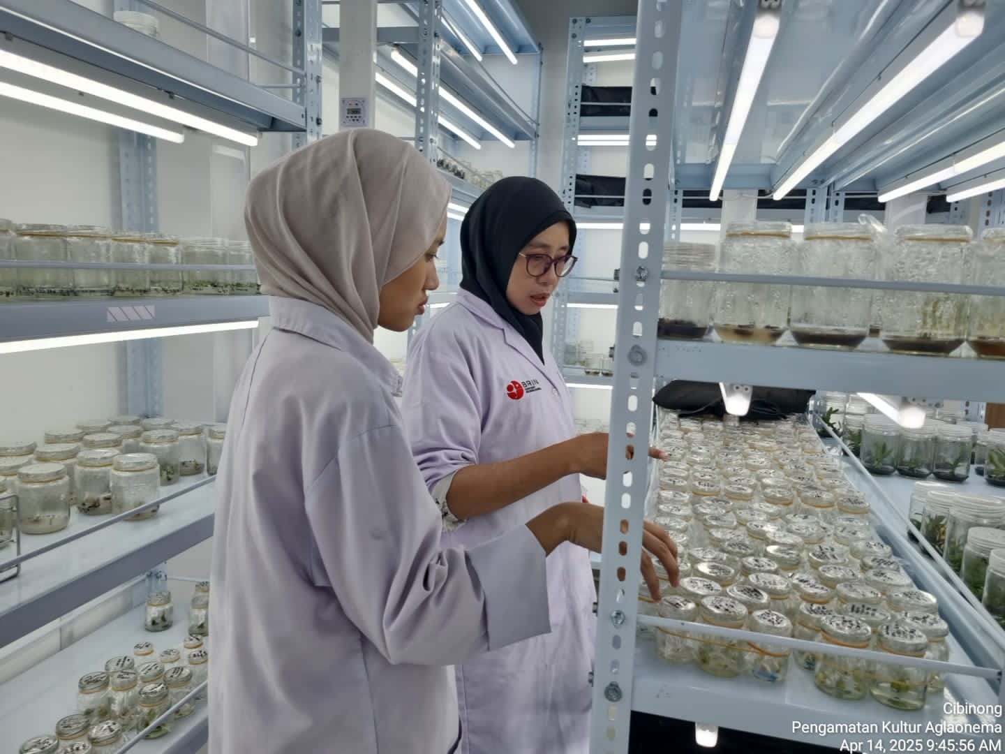 Riset-Teknologi Perbenihan Bermutu Hortikultura Secara In Vitro-KST Soekarno Cibinong