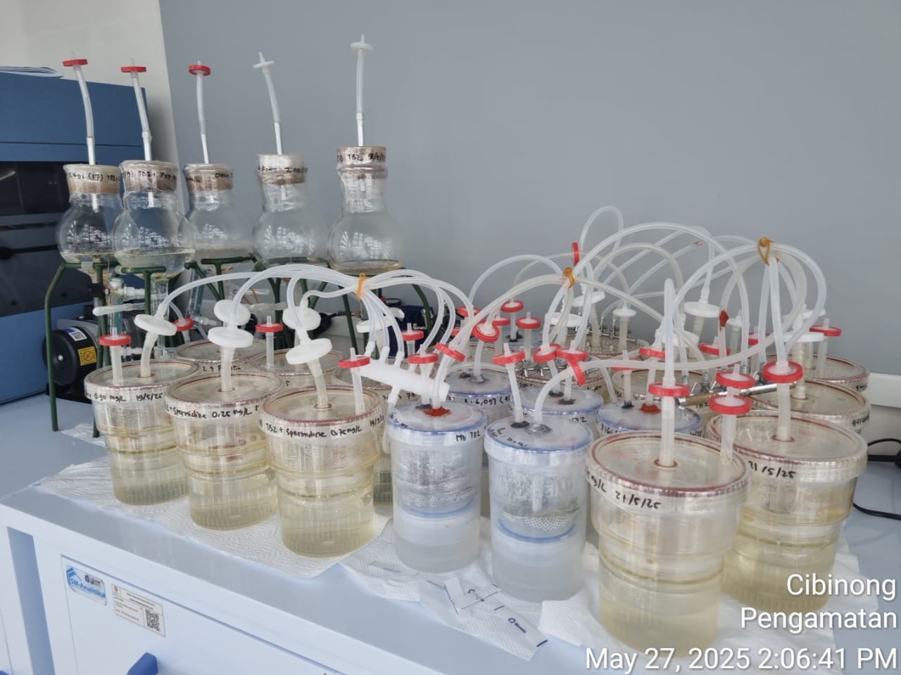 Riset-Teknologi Perbenihan Bermutu Hortikultura Secara In Vitro-KST Soekarno Cibinong