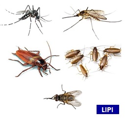 Pengujian Efikasi Insektisida terhadap Hama Rumah Tangga di dalam ruangan (ILAB Cibinong)