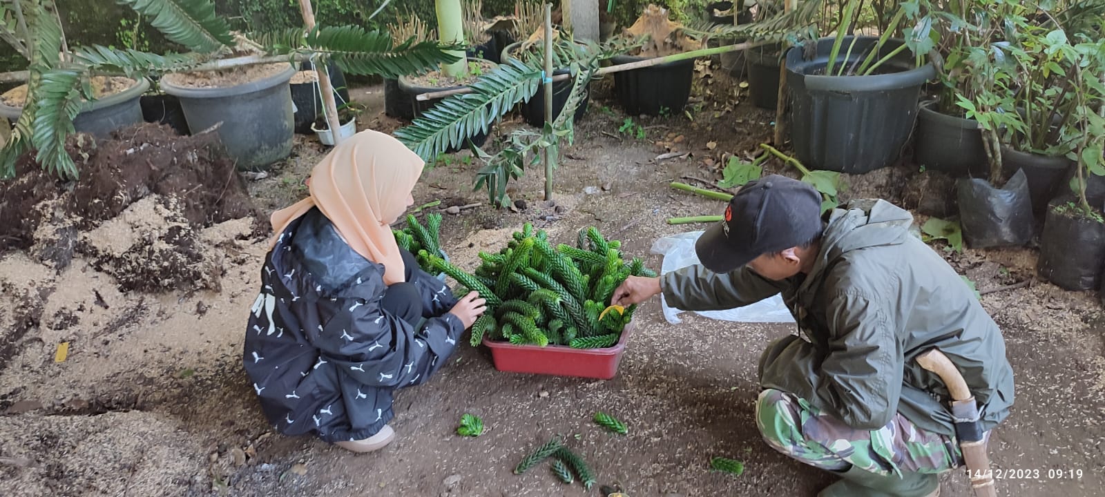 Magang Biasa Siswa/Mahasiswa di Koleksi Koleksi Tumbuhan Hidup di KKI Kebun Raya Cibodas Direktorat Pengelolaan Koleksi Ilmiah